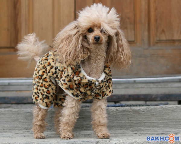 Карамель

Просмотров: 1579
Комментариев: 2