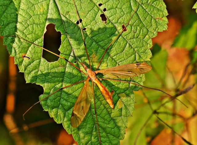***
Фотограф: Сергей Буркацкий

Просмотров: 766
Комментариев: 0