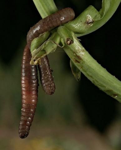 DSC01934
Фотограф: Сергей Буркацкий

Просмотров: 749
Комментариев: 0