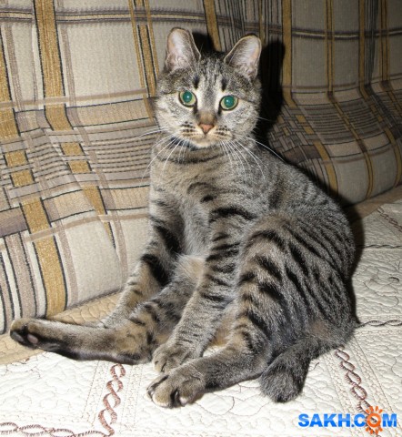 Нюся.

Просмотров: 358
Комментариев: 0