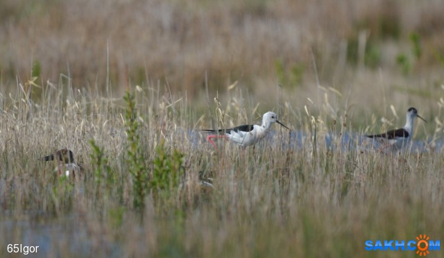 cktl

Просмотров: 475
Комментариев: 0