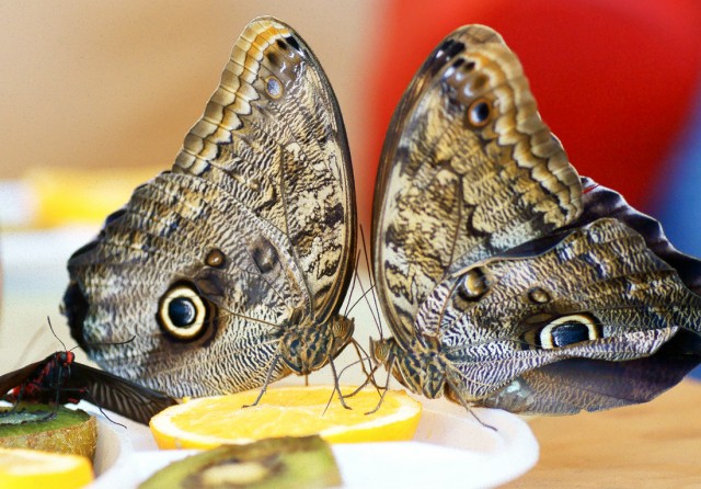 ***
Фотограф: Сергей Буркацкий

Просмотров: 810
Комментариев: 0