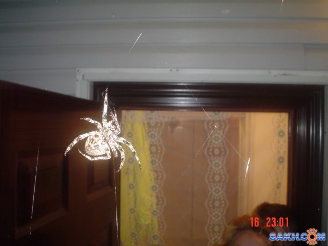 паучёк
паучёк 2006г

Просмотров: 873
Комментариев: 1