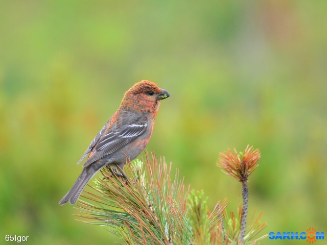 щур

Просмотров: 712
Комментариев: 0