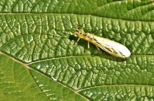 DSC07459
Фотограф: Сергей Буркацкий

Просмотров: 766
Комментариев: 0