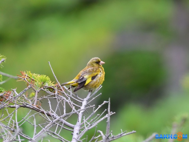 зеленушка

Просмотров: 926
Комментариев: 0