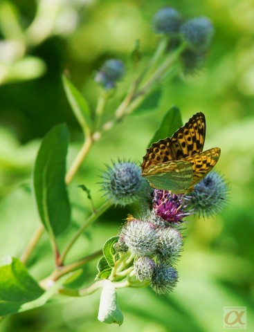 ***
Фотограф: Сергей Буркацкий

Просмотров: 664
Комментариев: 0