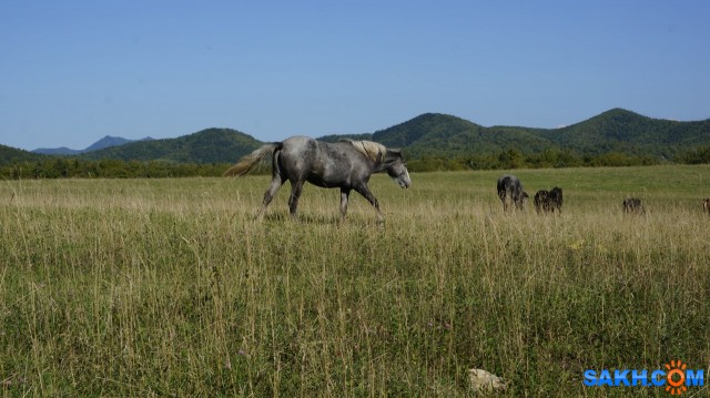 Новоселово поле