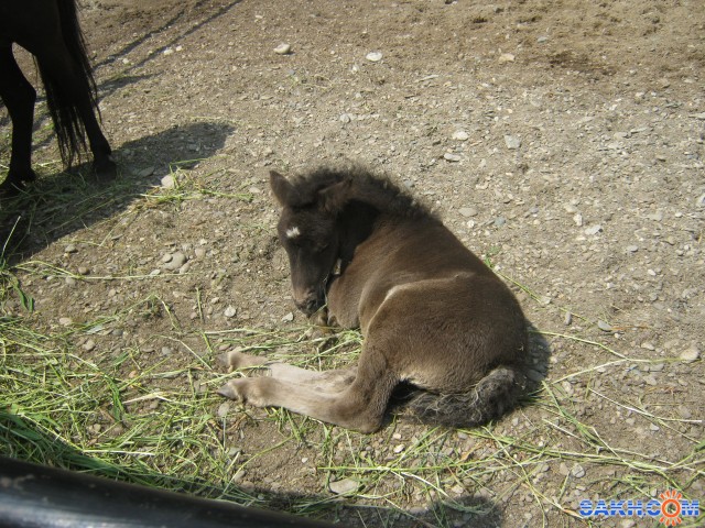 В зоопарке
Фотограф: mrnsin

Просмотров: 576
Комментариев: 0