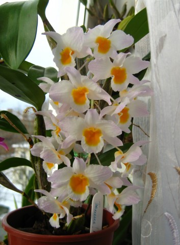 Dendrobium farmeri
Фотограф: Marion

Просмотров: 557
Комментариев: 0