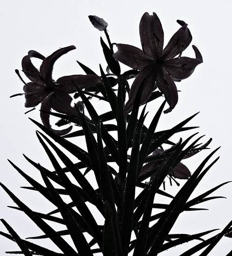 DSC00832
Фотограф: Сергей Буркацкий

Просмотров: 317
Комментариев: 0