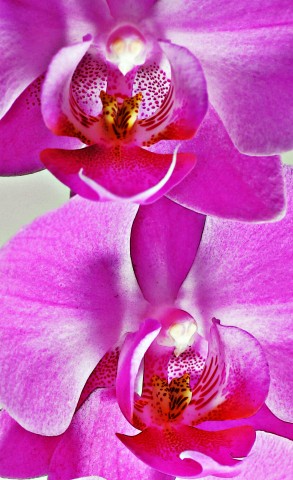 ***
Фотограф: Сергей Буркацкий

Просмотров: 866
Комментариев: 0