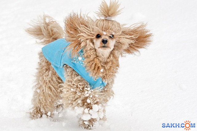 С 2010годом!

Просмотров: 2253
Комментариев: 2