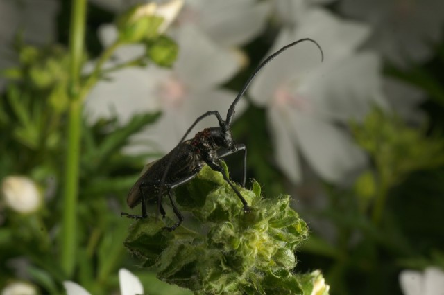 DSC01817
Фотограф: Сергей Буркацкий

Просмотров: 379
Комментариев: 0