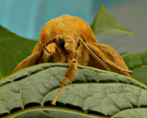 DSC02469
Фотограф: Сергей Буркацкий

Просмотров: 401
Комментариев: 0