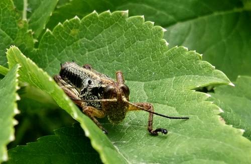 DSC00220
Фотограф: Сергей Буркацкий

Просмотров: 129
Комментариев: 0