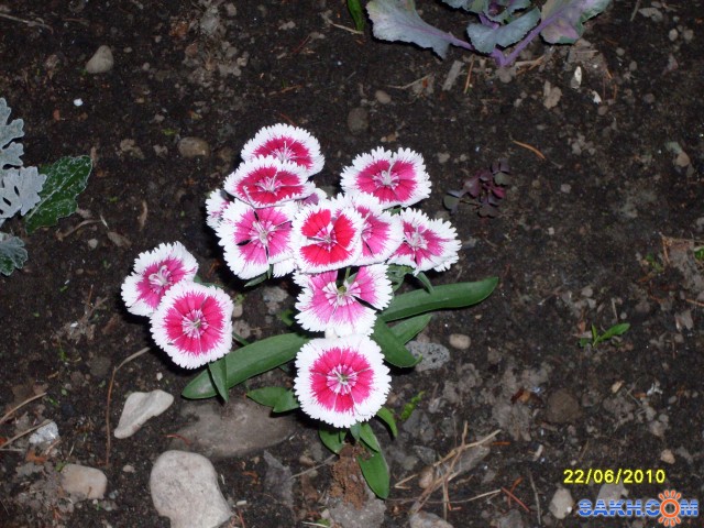 Гвоздика
Фотограф: Maricha

Просмотров: 7093
Комментариев: 0