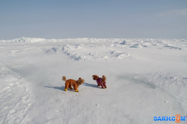 Море Охотское
февраль 2020

Просмотров: 392
Комментариев: 0