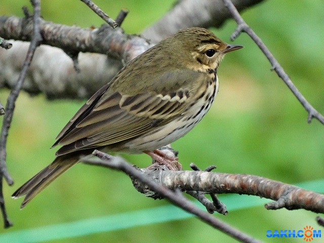 Пятнистый конек, он же зеленый.

Просмотров: 971
Комментариев: 3