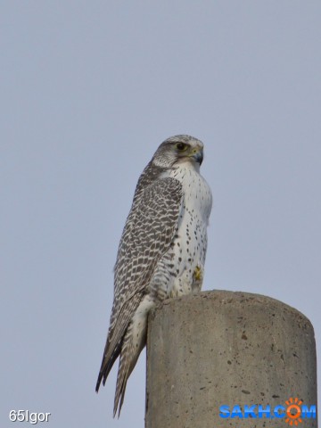кречет
сахалин корсаковский р-н

Просмотров: 1218
Комментариев: 1
