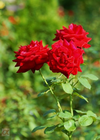 ***
Фотограф: Сергей Буркацкий

Просмотров: 1068
Комментариев: 0