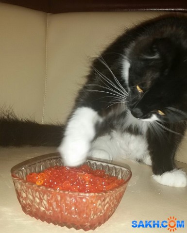 Таити, Таити..., нас и тут неплохо кормят!

Просмотров: 1012
Комментариев: 1