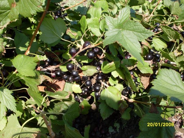 Смородина чёрная крупная
Фотограф: Maricha

Просмотров: 1315
Комментариев: 0