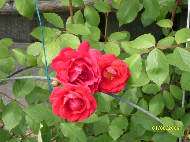 Роза плетистая Эксцельза
Фотограф: Maricha

Просмотров: 2131
Комментариев: 0