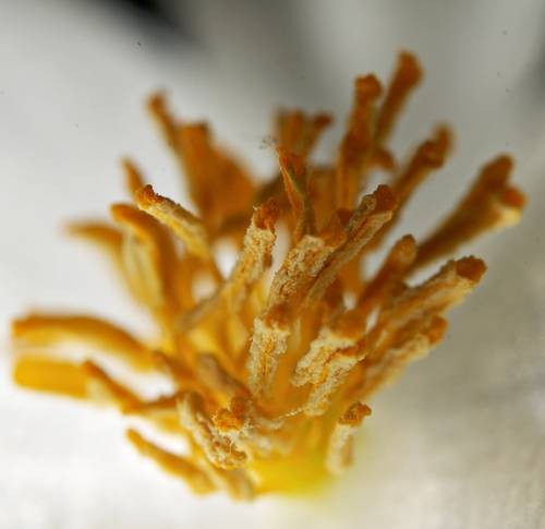 DSC05608
Фотограф: Сергей Буркацкий

Просмотров: 415
Комментариев: 0