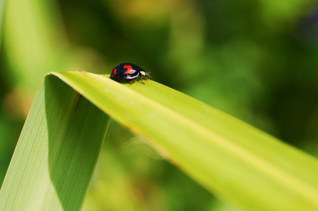 ***
Фотограф: Сергей  Буркацкий

Просмотров: 774
Комментариев: 0