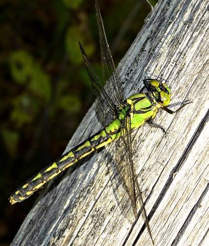 DSC04201
Фотограф: Сергей Буркацкий

Просмотров: 760
Комментариев: 0