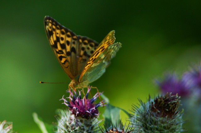 ***
Фотограф: Сергей Буркацкий

Просмотров: 657
Комментариев: 0