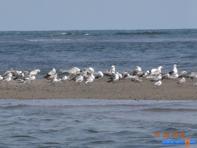Охотское море