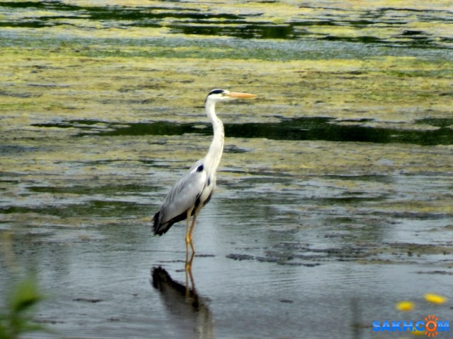 Серая цапля.
Песчанское
Просмотров: 865
Комментариев: 1
