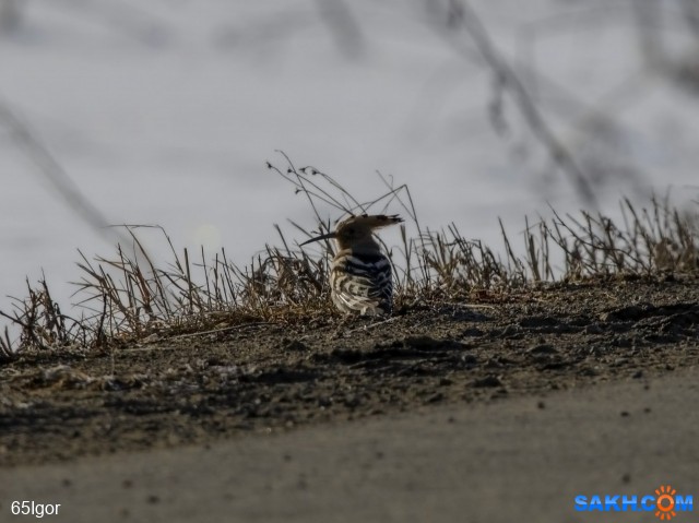 удод
кировское

Просмотров: 343
Комментариев: 1