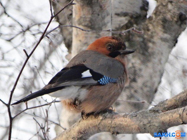 Сойка

Просмотров: 557
Комментариев: 0