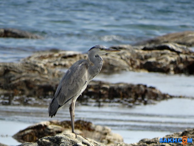 DSC05516_н

Просмотров: 350
Комментариев: 0