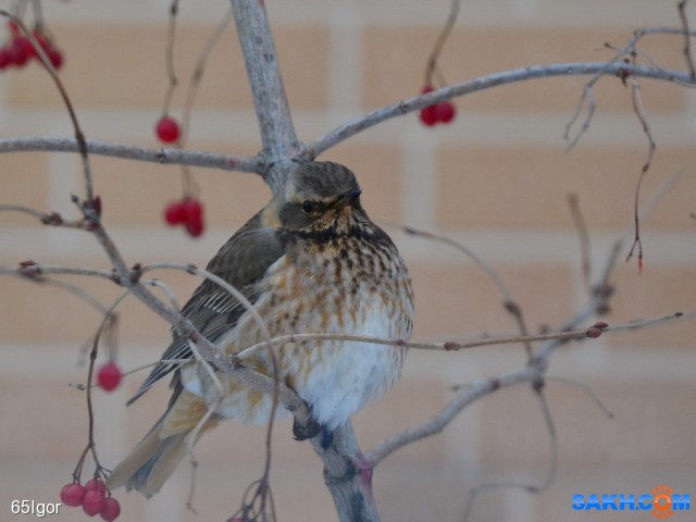 дрозд науманна

Просмотров: 522
Комментариев: 0