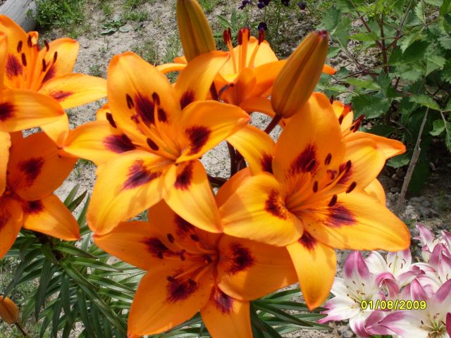 Лилия
Фотограф: Maricha

Просмотров: 1303
Комментариев: 0