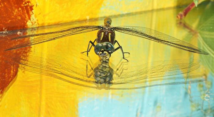 Фото 790
Фотограф: Сергей Буркацкий

Просмотров: 476
Комментариев: 0