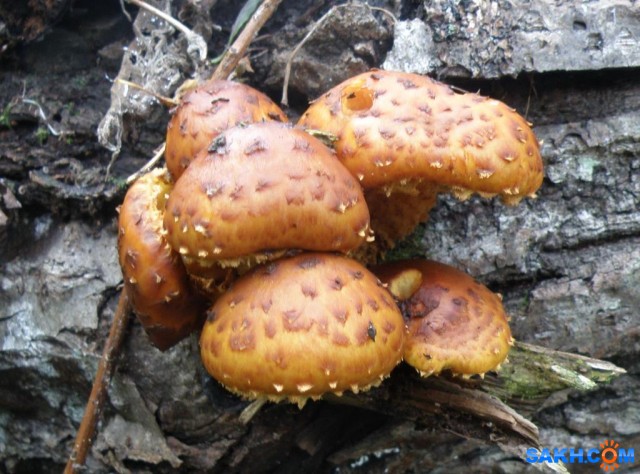 Древесные грибы (Чешуйчатка золотистая). 24.09.2016г.

Просмотров: 1362
Комментариев: 0