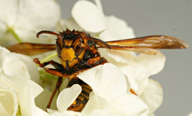 DSC00885
Фотограф: Сергей Буркацкий

Просмотров: 594
Комментариев: 0