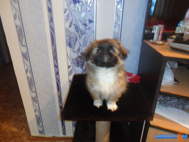 getImage (6)
Фотограф: ирина

Просмотров: 2412
Комментариев: 0