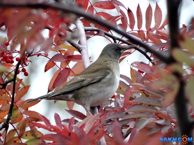 Бледный дрозд.

Просмотров: 791
Комментариев: 0