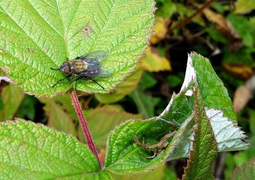 DSC03550
Фотограф: Сергей Буркацкий

Просмотров: 422
Комментариев: 0