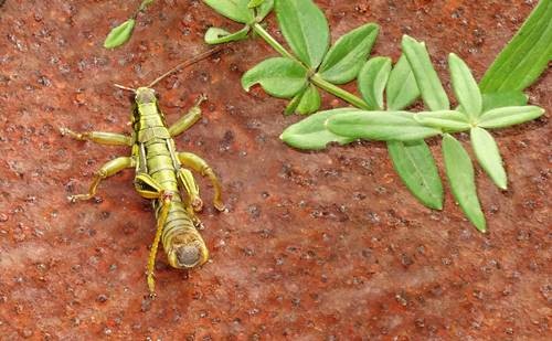 DSC04140
Фотограф: Сергей Буркацкий

Просмотров: 496
Комментариев: 0