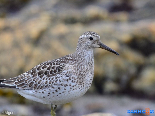 большой песочник  ?
СТАРОДУБСКОЕ

Просмотров: 735
Комментариев: 1