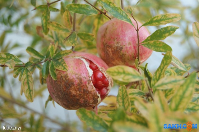 DSC07508
Фотограф: NIK
гранат

Просмотров: 589
Комментариев: 0