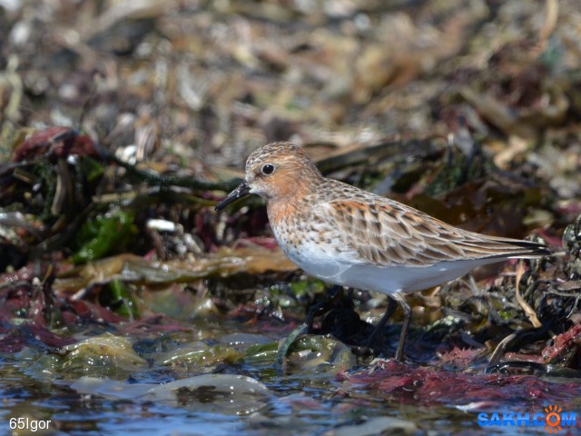 песочник-красношейка

Просмотров: 403
Комментариев: 0