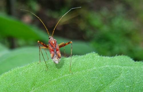 DSC03629
Фотограф: Сергей Буркацкий

Просмотров: 424
Комментариев: 0